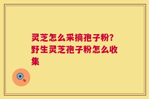 灵芝怎么采摘孢子粉？野生灵芝孢子粉怎么收集