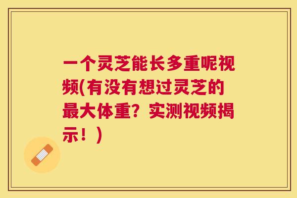 一个灵芝能长多重呢视频(有没有想过灵芝的大体重？实测视频揭示！)