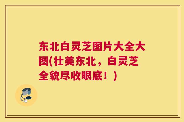 东北白灵芝图片大全大图(壮美东北，白灵芝全貌尽收眼底！)