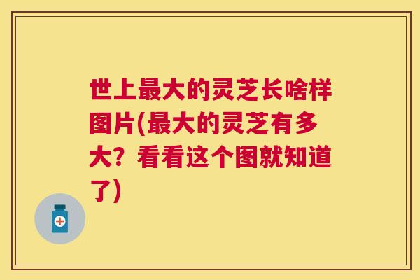 世上大的灵芝长啥样图片(大的灵芝有多大？看看这个图就知道了)