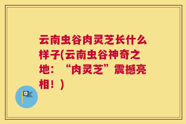 云南虫谷肉灵芝长什么样子(云南虫谷神奇之地：“肉灵芝”震撼亮相！)