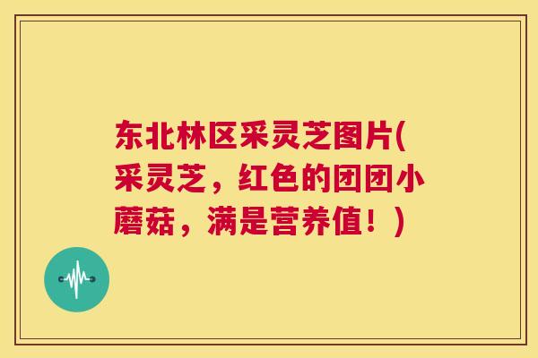 东北林区采灵芝图片(采灵芝，红色的团团小蘑菇，满是营养值！)