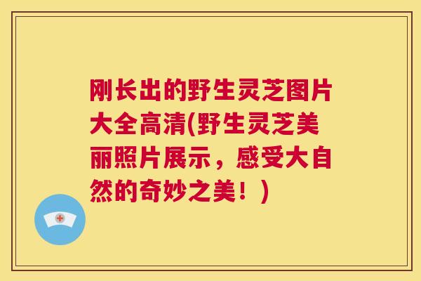 刚长出的野生灵芝图片大全高清(野生灵芝美丽照片展示，感受大自然的奇妙之美！)