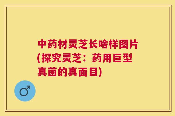 材灵芝长啥样图片(探究灵芝：药用巨型真菌的真面目)