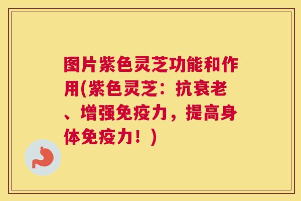 图片紫色灵芝功能和作用(紫色灵芝：抗、增强免疫力，提高身体免疫力！)