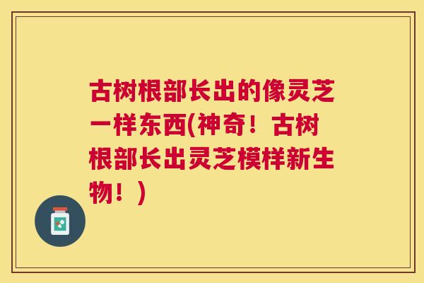 古树根部长出的像灵芝一样东西(神奇！古树根部长出灵芝模样新生物！)
