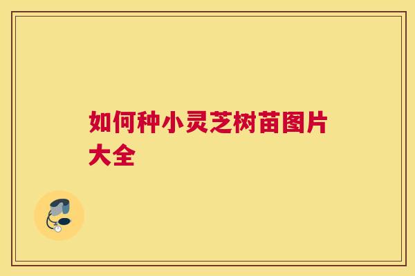 如何种小灵芝树苗图片大全