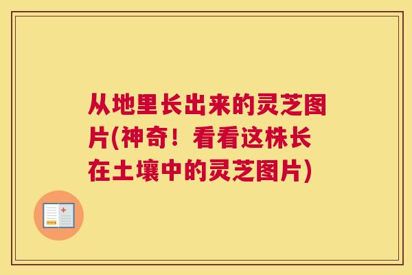 从地里长出来的灵芝图片(神奇！看看这株长在土壤中的灵芝图片)