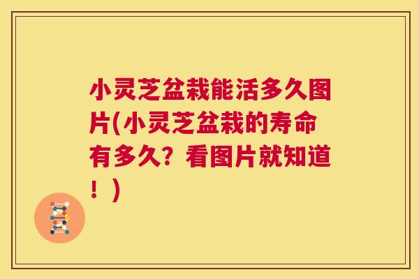 小灵芝盆栽能活多久图片(小灵芝盆栽的寿命有多久？看图片就知道！)
