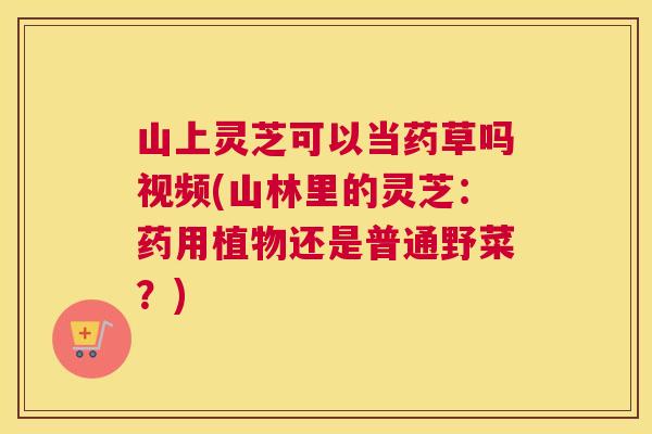 山上灵芝可以当药草吗视频(山林里的灵芝：药用植物还是普通野菜？)
