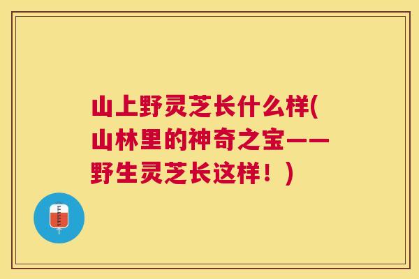 山上野灵芝长什么样(山林里的神奇之宝——野生灵芝长这样！)
