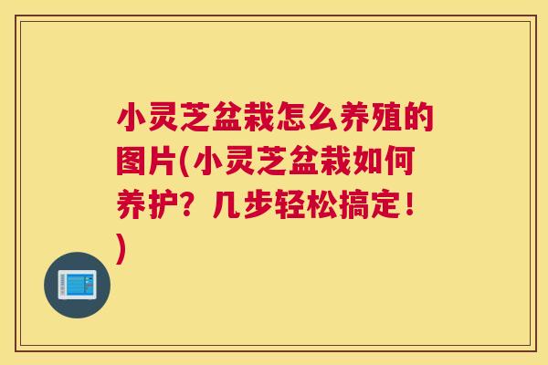 小灵芝盆栽怎么养殖的图片(小灵芝盆栽如何养护？几步轻松搞定！)