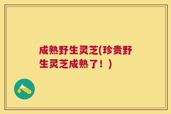 成熟野生灵芝(珍贵野生灵芝成熟了！)