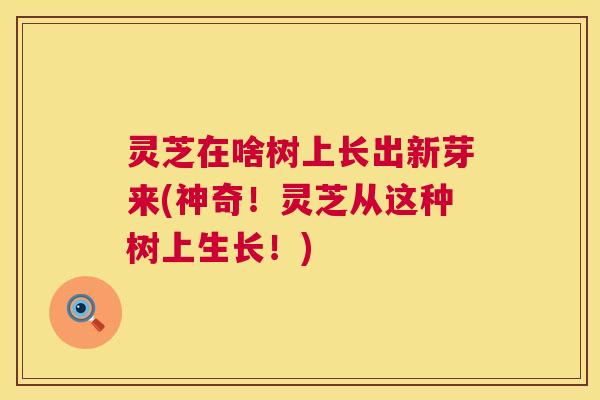 灵芝在啥树上长出新芽来(神奇!灵芝从这种树上生长!) 灵芝在啥树上长出新芽来(神奇!灵芝从这种树上生长!)