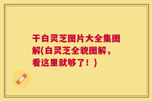 干白灵芝图片大全集图解(白灵芝全貌图解,看这里就够了!) 干白灵芝图片大全集图解(白灵芝全貌图解,看这里就够了!)