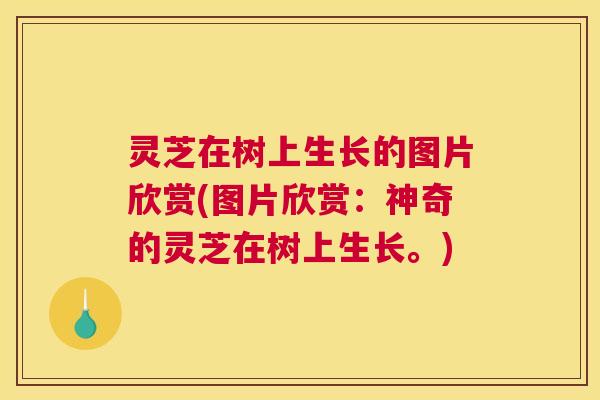 灵芝在树上生长的图片欣赏(图片欣赏:神奇的灵芝在树上生长。) 灵芝在树上生长的图片欣赏(图片欣赏:神奇的灵芝在树上生长。)