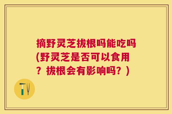 摘野灵芝拔根吗能吃吗(野灵芝是否可以食用?拔根会有影响吗?) 摘野灵芝拔根吗能吃吗(野灵芝是否可以食用?拔根会有影响吗?)