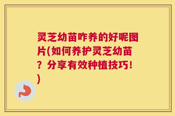 灵芝幼苗咋养的好呢图片(如何养护灵芝幼苗?分享有效种植技巧!) 灵芝幼苗咋养的好呢图片(如何养护灵芝幼苗?分享有效种植技巧!)