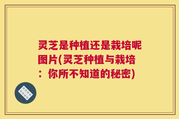灵芝是种植还是栽培呢图片(灵芝种植与栽培:你所不知道的秘密) 灵芝是种植还是栽培呢图片(灵芝种植与栽培:你所不知道的秘密)