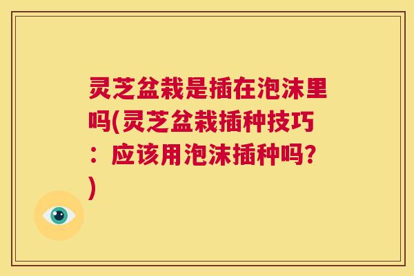 灵芝盆栽是插在泡沫里吗(灵芝盆栽插种技巧:应该用泡沫插种吗?) 灵芝盆栽是插在泡沫里吗(灵芝盆栽插种技巧:应该用泡沫插种吗?)