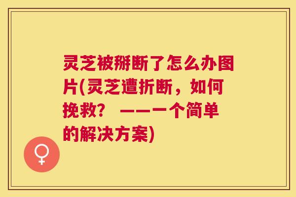 灵芝被掰断了怎么办图片(灵芝遭折断,如何挽救? ——一个简单的解决方案) 灵芝被掰断了怎么办图片(灵芝遭折断,如何挽救? ——一个简单的解决方案)