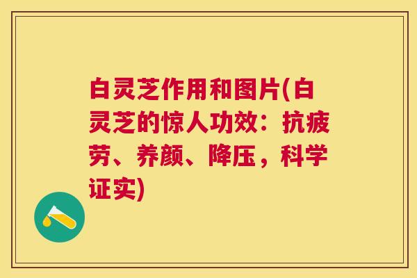 白灵芝作用和图片(白灵芝的惊人功效:抗疲劳、养颜、降压,科学证实) 白灵芝作用和图片(白灵芝的惊人功效:抗疲劳、养颜、降压,科学证实)