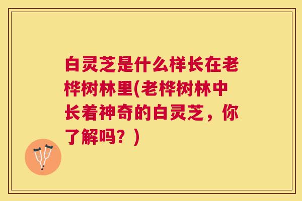 白灵芝是什么样长在老桦树林里(老桦树林中长着神奇的白灵芝,你了解吗?) 白灵芝是什么样长在老桦树林里(老桦树林中长着神奇的白灵芝,你了解吗?)