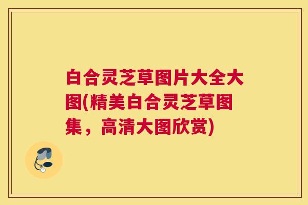 白合灵芝草图片大全大图(精美白合灵芝草图集,高清大图欣赏) 白合灵芝草图片大全大图(精美白合灵芝草图集,高清大图欣赏)