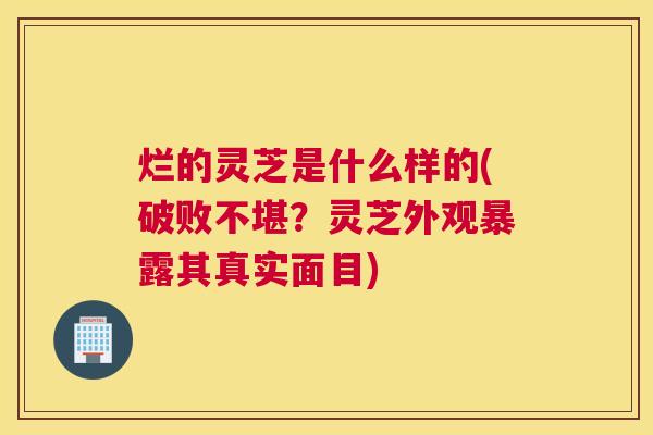 烂的灵芝是什么样的(破败不堪?灵芝外观暴露其真实面目) 烂的灵芝是什么样的(破败不堪?灵芝外观暴露其真实面目)