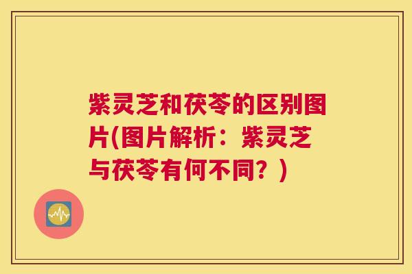 紫灵芝和茯苓的区别图片(图片解析:紫灵芝与茯苓有何不同?) 紫灵芝和茯苓的区别图片(图片解析:紫灵芝与茯苓有何不同?)