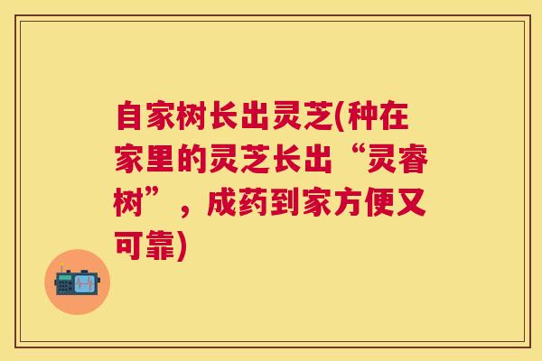 自家树长出灵芝(种在家里的灵芝长出“灵睿树”,成药到家方便又可靠) 自家树长出灵芝(种在家里的灵芝长出“灵睿树”,成药到家方便又可靠)