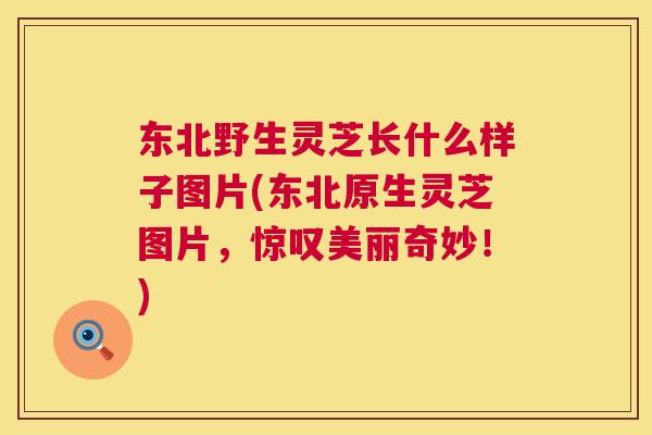 东北野生灵芝长什么样子图片(东北原生灵芝图片,惊叹美丽奇妙!) 东北野生灵芝长什么样子图片(东北原生灵芝图片,惊叹美丽奇妙!)