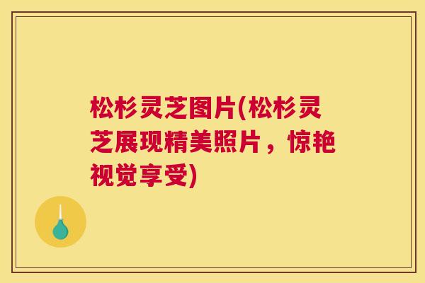 松杉灵芝图片(松杉灵芝展现精美照片,惊艳视觉享受) 松杉灵芝图片(松杉灵芝展现精美照片,惊艳视觉享受)