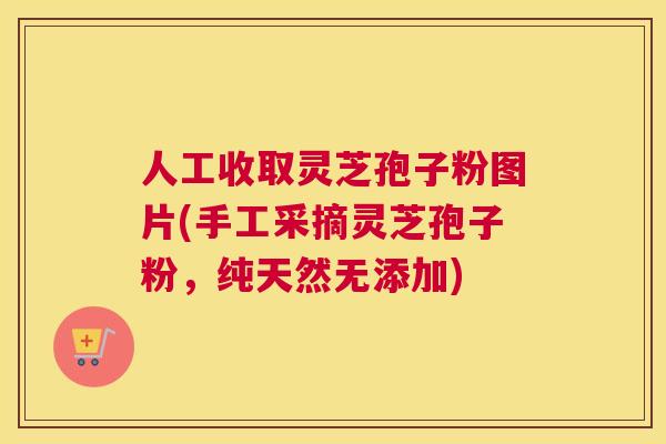 人工收取灵芝孢子粉图片(手工采摘灵芝孢子粉,纯天然无添加) 人工收取灵芝孢子粉图片(手工采摘灵芝孢子粉,纯天然无添加)