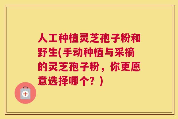 人工种植灵芝孢子粉和野生(手动种植与采摘的灵芝孢子粉,你更愿意选择哪个?) 人工种植灵芝孢子粉和野生(手动种植与采摘的灵芝孢子粉,你更愿意选择哪个?)