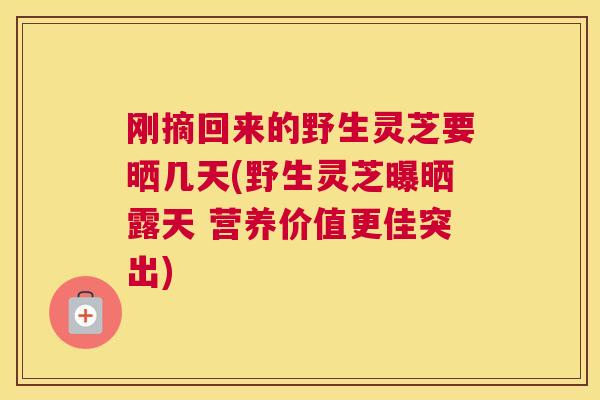 刚摘回来的野生灵芝要晒几天(野生灵芝曝晒露天 营养价值更佳突出) 刚摘回来的野生灵芝要晒几天(野生灵芝曝晒露天 营养价值更佳突出)