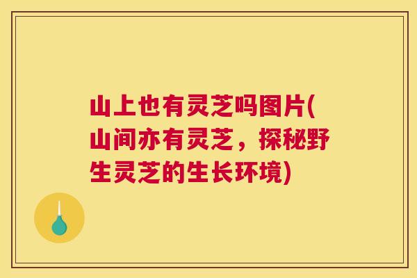 山上也有灵芝吗图片(山间亦有灵芝,探秘野生灵芝的生长环境) 山上也有灵芝吗图片(山间亦有灵芝,探秘野生灵芝的生长环境)
