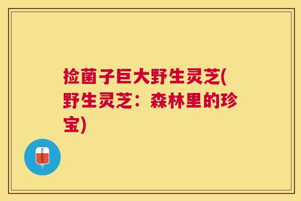 捡菌子巨大野生灵芝(野生灵芝:森林里的珍宝) 捡菌子巨大野生灵芝(野生灵芝:森林里的珍宝)