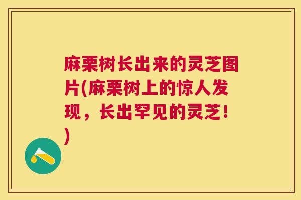 麻栗树长出来的灵芝图片(麻栗树上的惊人发现，长出罕见的灵芝！)