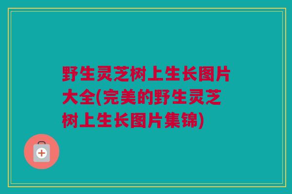 野生灵芝树上生长图片大全(完美的野生灵芝树上生长图片集锦)