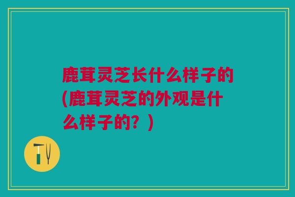 鹿茸灵芝长什么样子的(鹿茸灵芝的外观是什么样子的？)