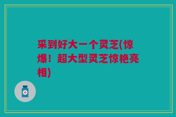 采到好大一个灵芝(惊爆！超大型灵芝惊艳亮相)