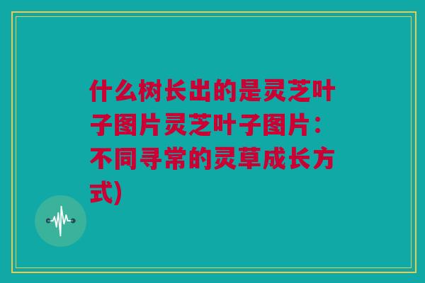 什么树长出的是灵芝叶子图片灵芝叶子图片:不同寻常的灵草成长方式) 什么树长出的是灵芝叶子图片灵芝叶子图片:不同寻常的灵草成长方式)