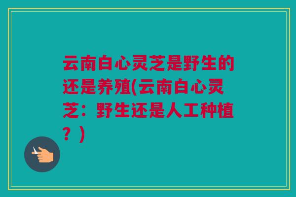 云南白心灵芝是野生的还是养殖(云南白心灵芝：野生还是人工种植？)
