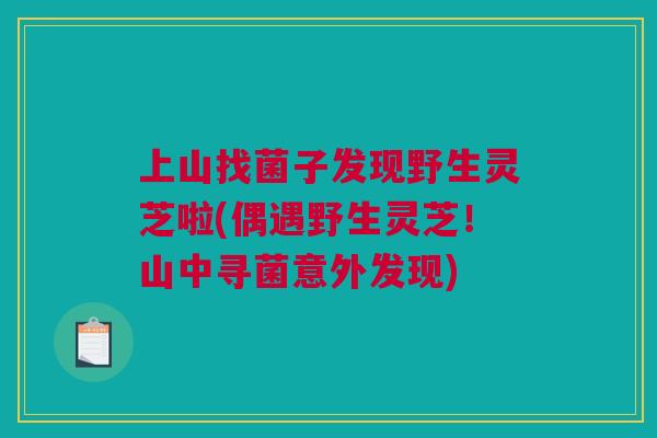 上山找菌子发现野生灵芝啦(偶遇野生灵芝！山中寻菌意外发现)
