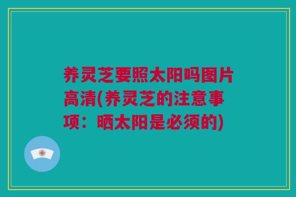 养灵芝要照太阳吗图片高清(养灵芝的注意事项:晒太阳是必须的) 养灵芝要照太阳吗图片高清(养灵芝的注意事项:晒太阳是必须的)