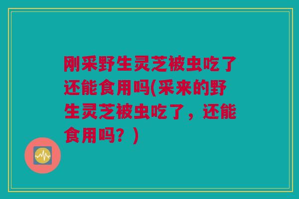 刚采野生灵芝被虫吃了还能食用吗(采来的野生灵芝被虫吃了，还能食用吗？)