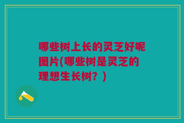 哪些树上长的灵芝好呢图片(哪些树是灵芝的理想生长树?) 哪些树上长的灵芝好呢图片(哪些树是灵芝的理想生长树?)