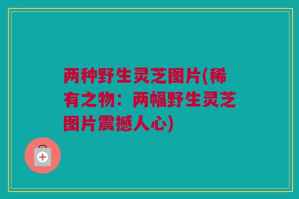 两种野生灵芝图片(稀有之物:两幅野生灵芝图片震撼人心) 两种野生灵芝图片(稀有之物:两幅野生灵芝图片震撼人心)