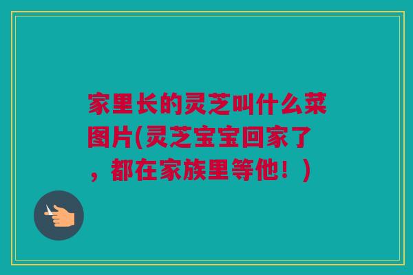 家里长的灵芝叫什么菜图片(灵芝宝宝回家了，都在家族里等他！)